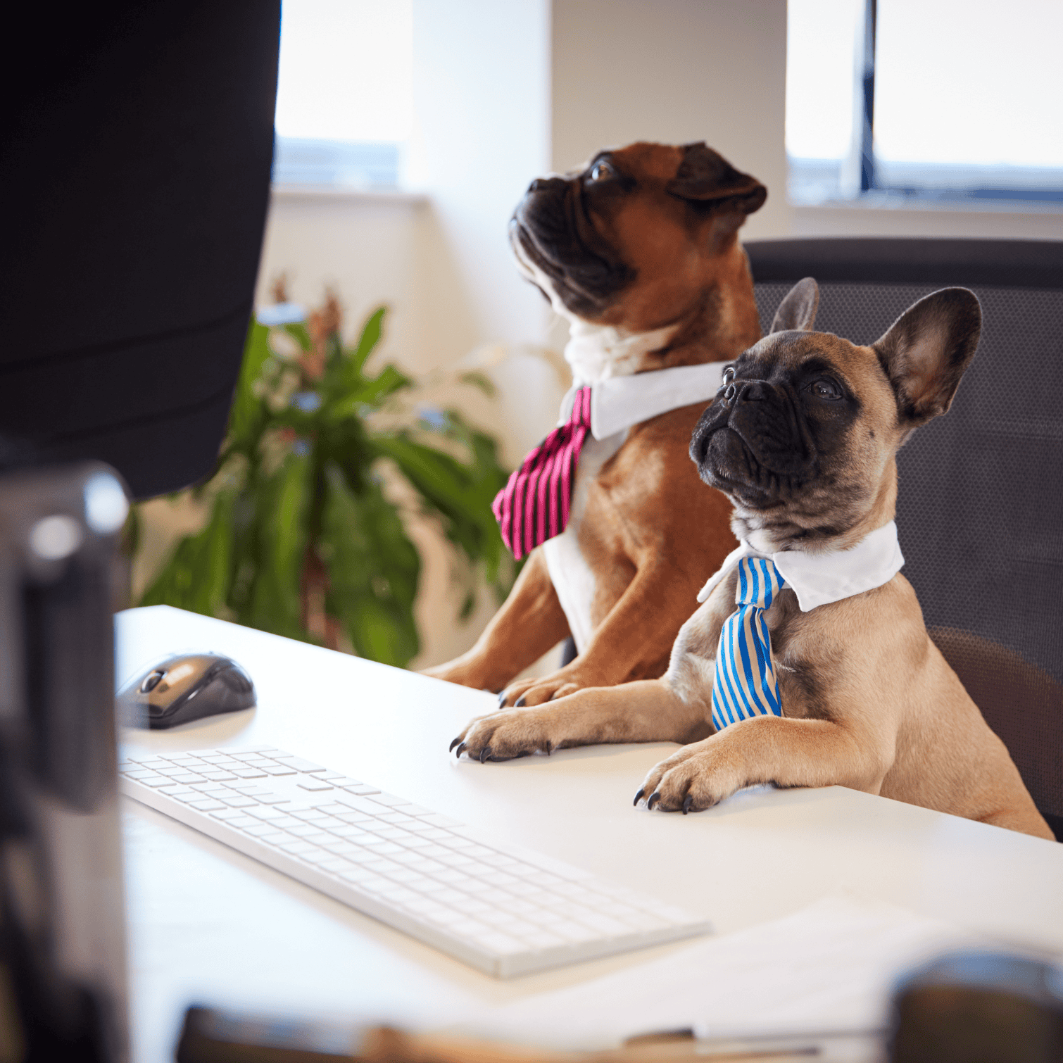 Sitters by the Sea Virgina Beach Collaborations