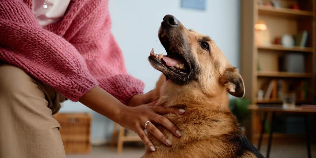 Pet sitter giving a happy German Shepherd affection at home
