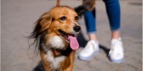 Happy brown dog on a leash during an outdoor walk