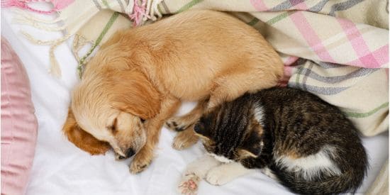 Golden Retriever puppy and tabby kitten sleeping together on a bed