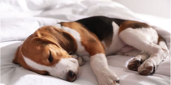 Beagle sleeping comfortably on a bed