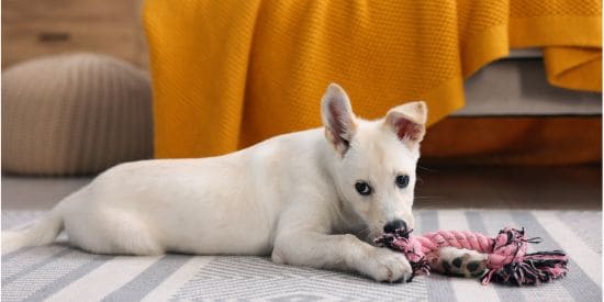 White puppy playing with a rope toy at home