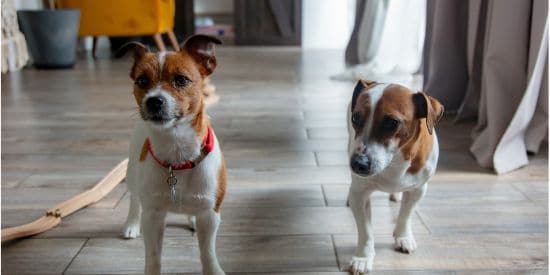 Two small dogs standing together inside a home