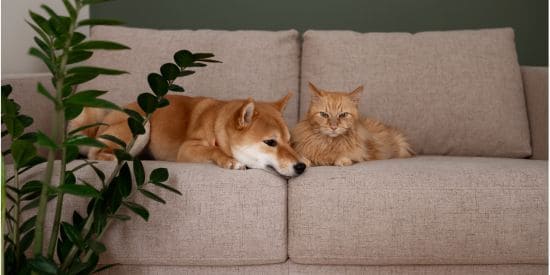 Shiba Inu dog and orange cat relaxing together on a couch