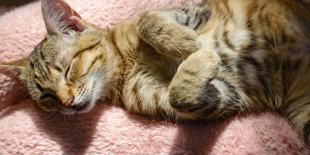 Tabby cat sleeping comfortably on a soft pink blanket
