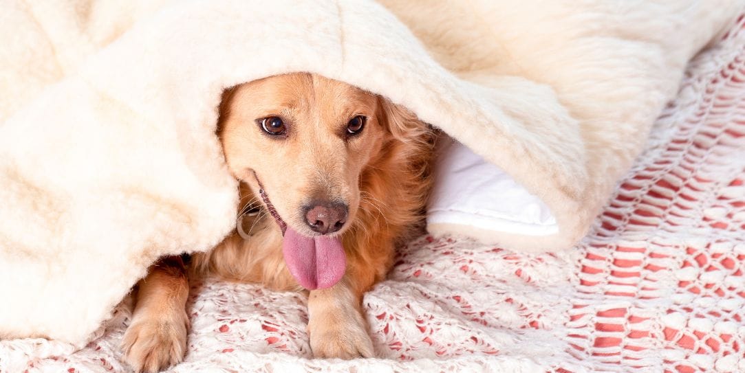 Brown and white dog snuggled under a soft white blanket.
